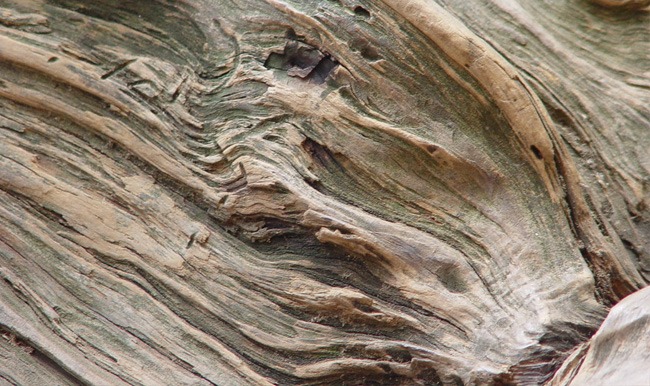 Free wood textures Texture 19 Free wood textures