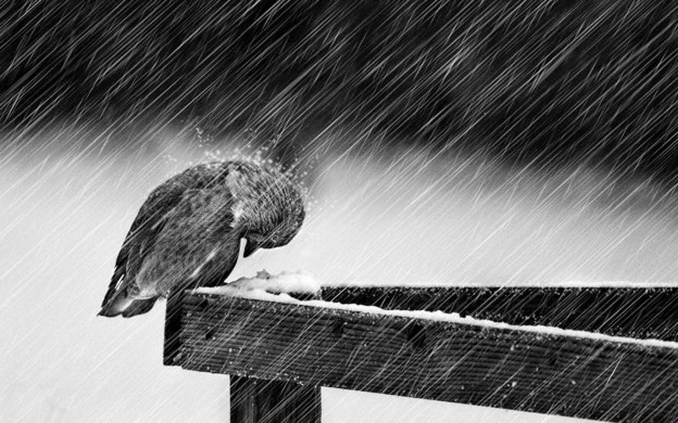 almosamim hight definition rian wallpapers