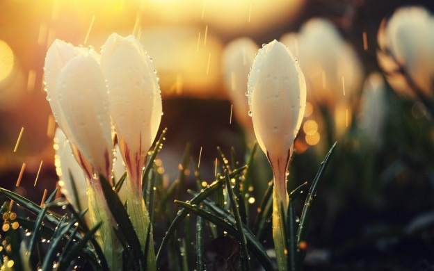 almosamim hight definition rian wallpapers