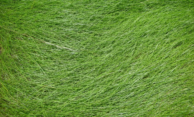 grass texture 06 e1399398833905 65+ Free High Resolution Grass Textures