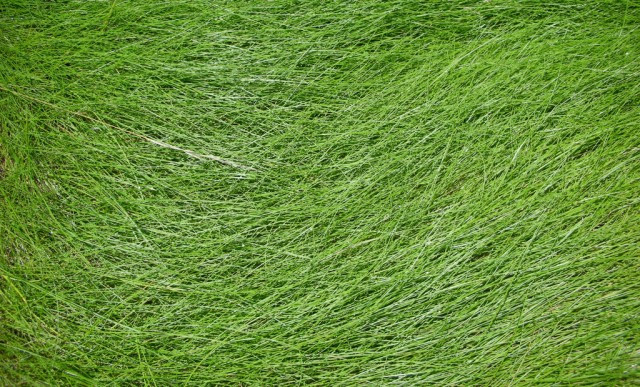 grass texture 06 e1399398833905 65+ Free High Resolution Grass Textures
