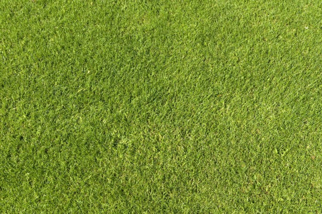 grass texture 09 e1399399259226 65+ Free High Resolution Grass Textures