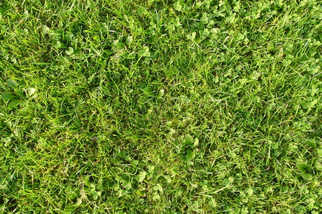 grass texture 14 e1399399899782 65+ Free High Resolution Grass Textures