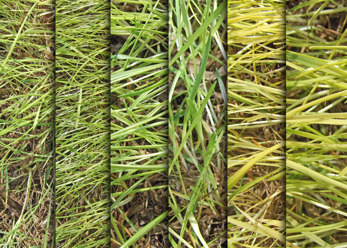 grass texture 15 65+ Free High Resolution Grass Textures
