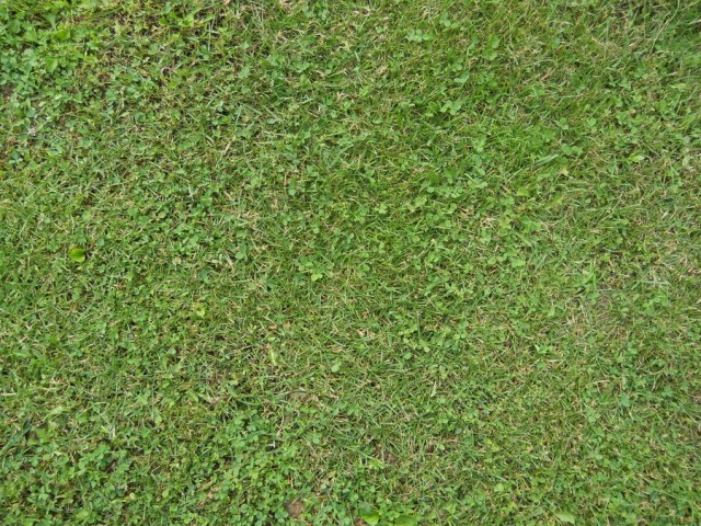 grass texture 19 e1399400963764 65+ Free High Resolution Grass Textures