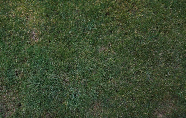 grass texture 20 e1399401099399 65+ Free High Resolution Grass Textures