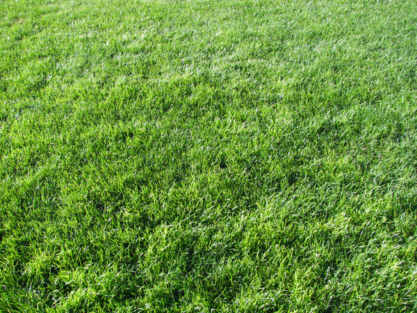 grass texture 21 65+ Free High Resolution Grass Textures