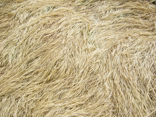 grass texture 22 65+ Free High Resolution Grass Textures