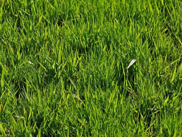 grass texture 23 e1399401297681 65+ Free High Resolution Grass Textures