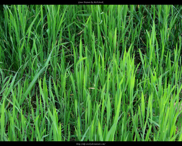 grass texture 24 65+ Free High Resolution Grass Textures