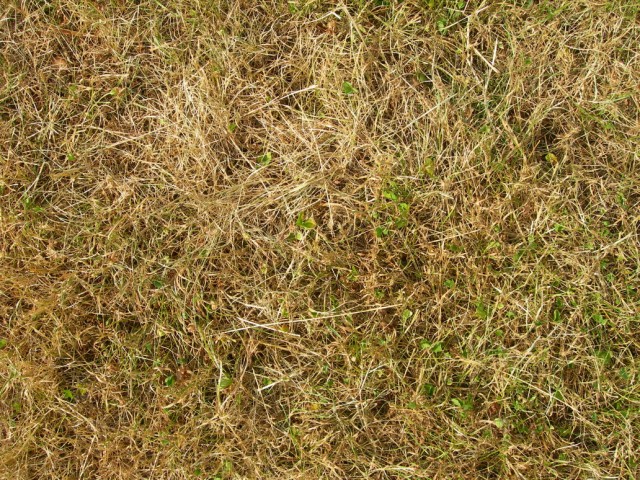 grass texture 28 e1399401614418 65+ Free High Resolution Grass Textures