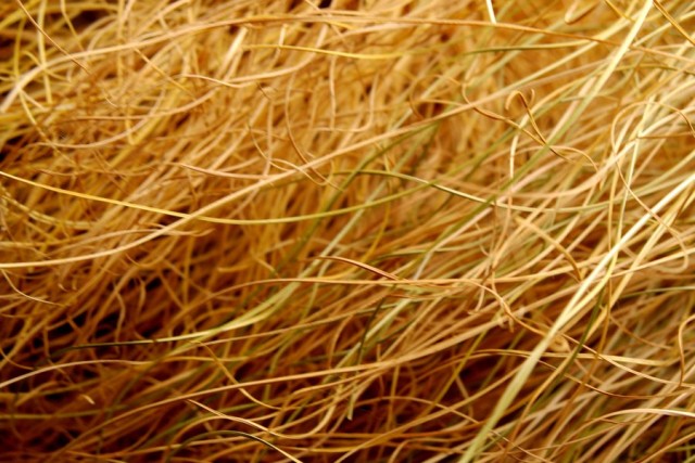 grass texture 30 e1399401787257 65+ Free High Resolution Grass Textures