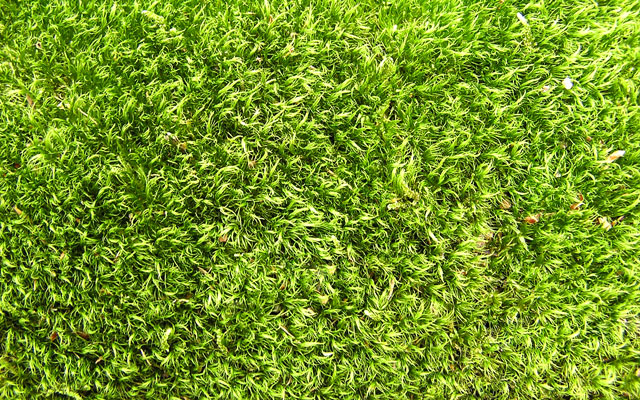 grass texture 02 65+ Free High Resolution Grass Textures