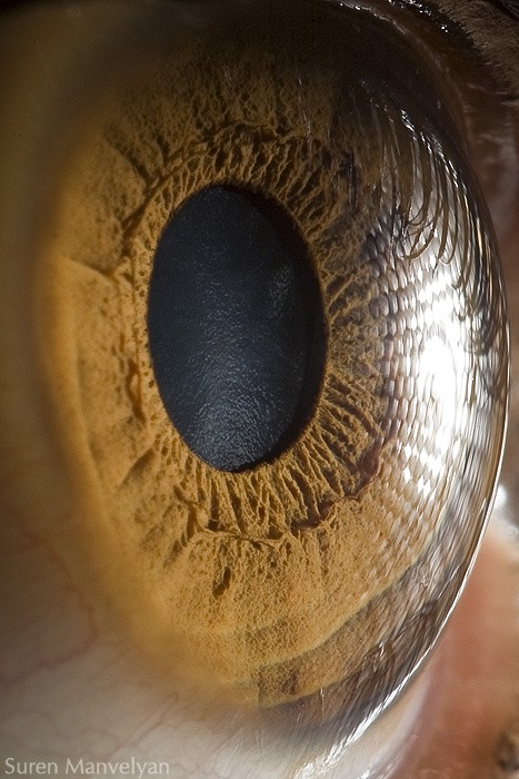 105 - Macro photography Of Human Eyes