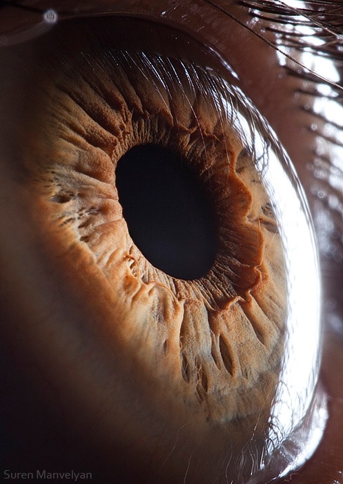 88 - Macro photography Of Human Eyes