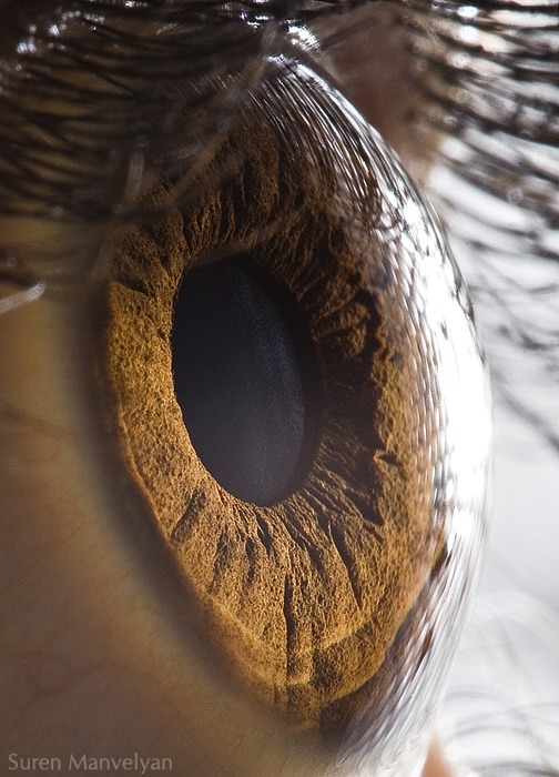 95 - Macro photography Of Human Eyes