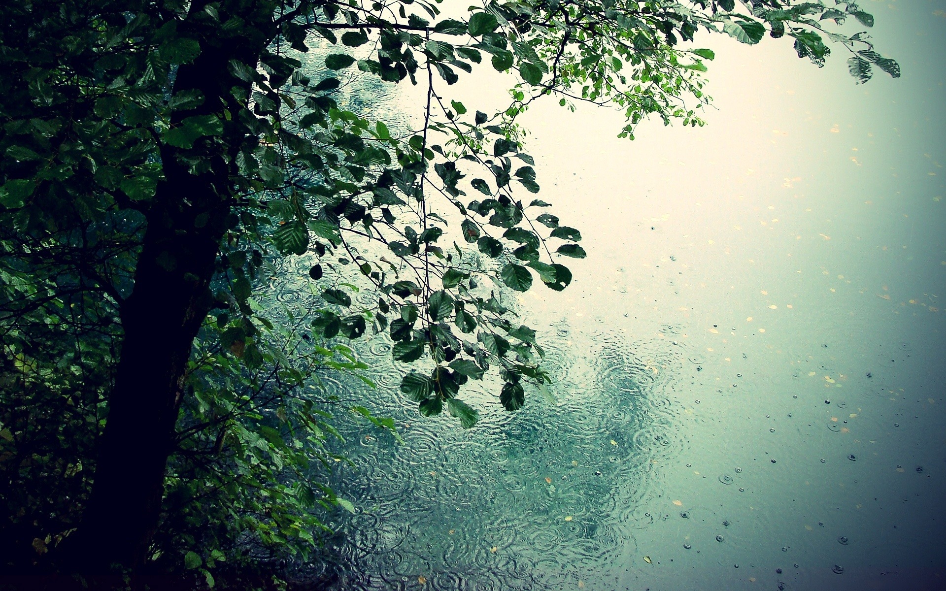 Beautiful Rain Wallpapers For Your Desktop - Creatives Wall