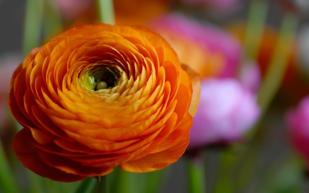 macro_wallpapers_creativeswall_1