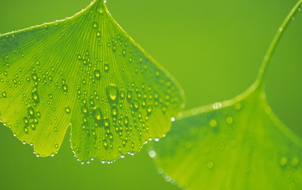 macro_wallpapers_creativeswall_10
