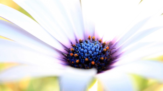 macro_wallpapers_creativeswall_11
