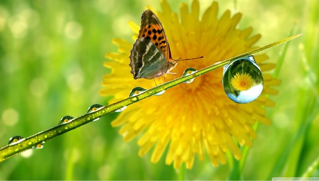 macro_wallpapers_creativeswall_14