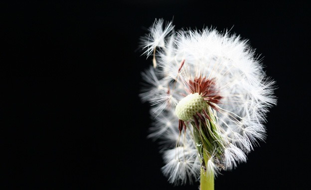 macro_wallpapers_creativeswall_18