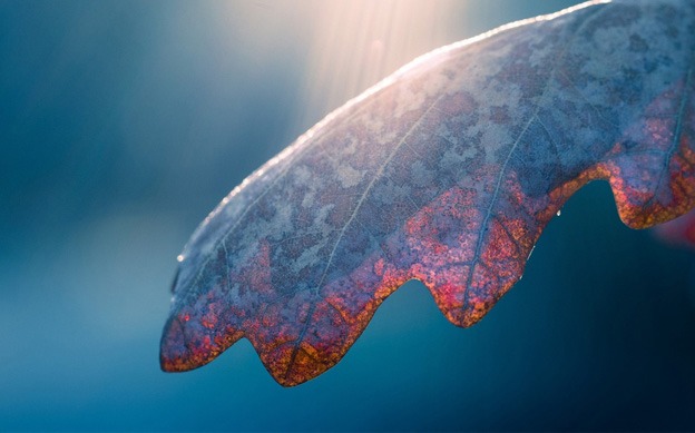 macro_wallpapers_creativeswall_21