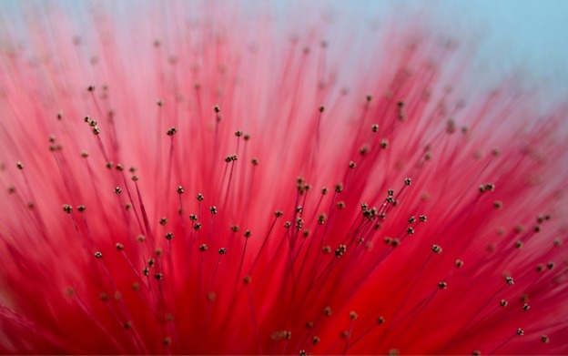 macro_wallpapers_creativeswall_22