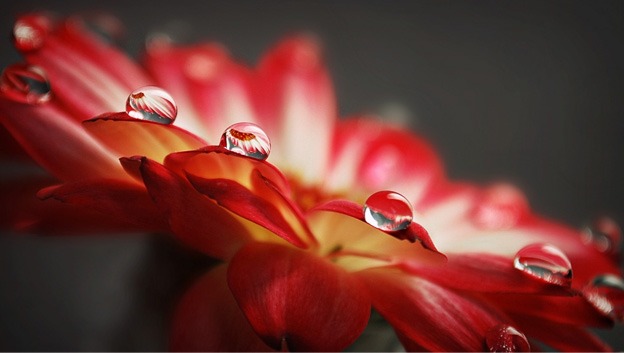 macro_wallpapers_creativeswall_24