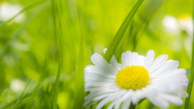 macro_wallpapers_creativeswall_25
