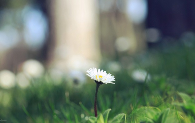 macro_wallpapers_creativeswall_28