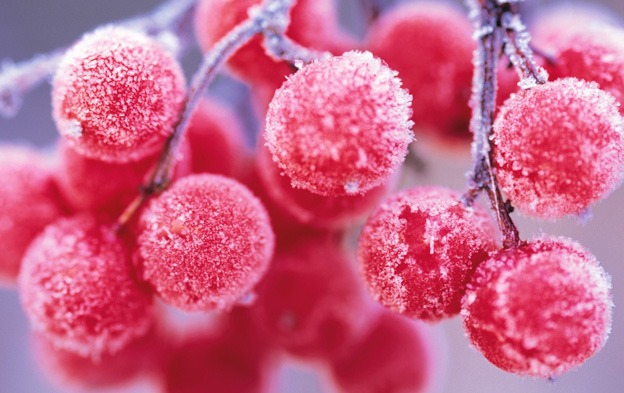 macro_wallpapers_creativeswall_29