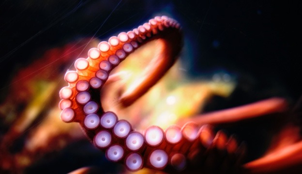 macro_wallpapers_creativeswall_3