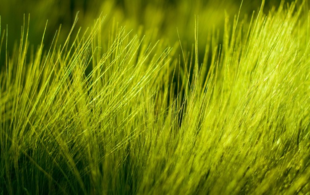 macro_wallpapers_creativeswall_4