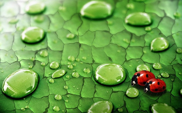 macro_wallpapers_creativeswall_6