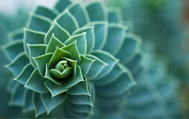 macro_wallpapers_creativeswall_8