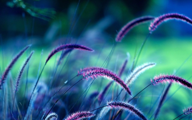 1685393 - Free High Quality Nature Wallpapers