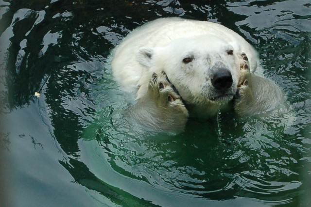 169660273 c3b3fb803d o e1398793025217 - Funny Animal Acting Like Humans