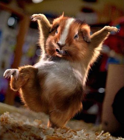 1981014 f520 - Funny Animal Acting Like Humans