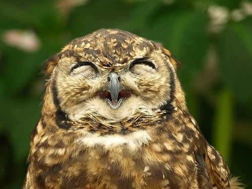 2038600501 5390123a4e o - Funny Animal Acting Like Humans