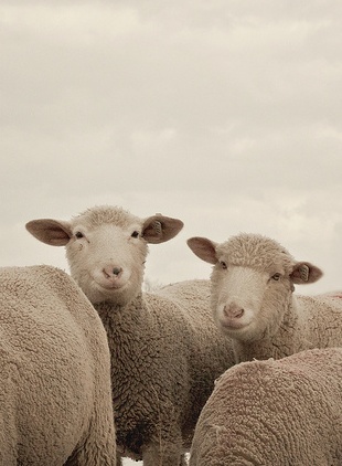 2562f2d60febcfdbff336c09a921671b - Funny Animal Acting Like Humans