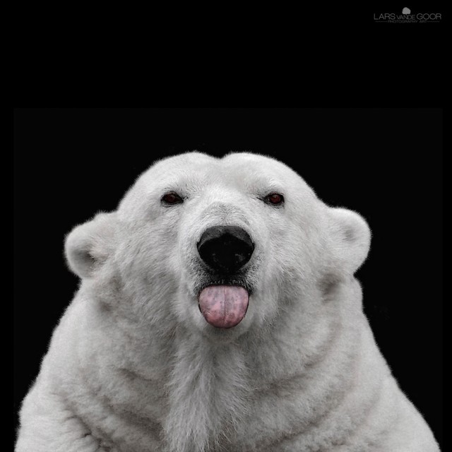 4 e1398793778231 - Funny Animal Acting Like Humans