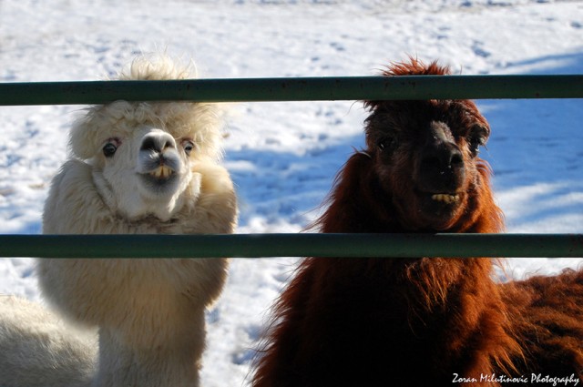 41 e1398794115604 - Funny Animal Acting Like Humans