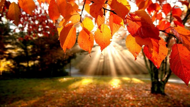 Nature Wallpaper1 e1398528882216 - Free High Quality Nature Wallpapers