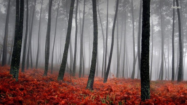 Nature Wallpaper2 e1398528901885 - Free High Quality Nature Wallpapers