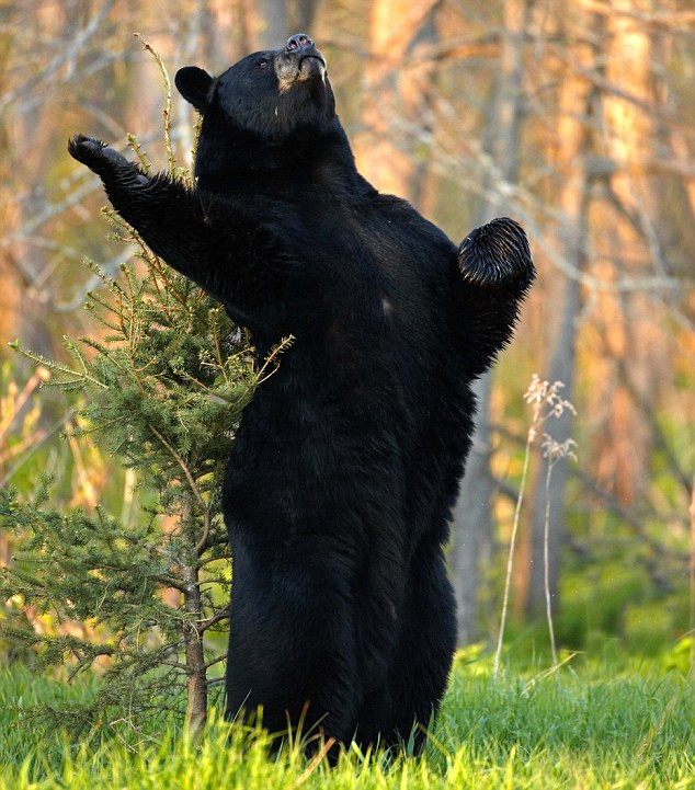article 2072917 0F0BCA2800000578 767 634x721 - Funny Animal Acting Like Humans