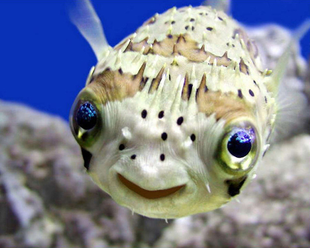 enhanced buzz 17295 1330456893 9 - Funny Animal Acting Like Humans