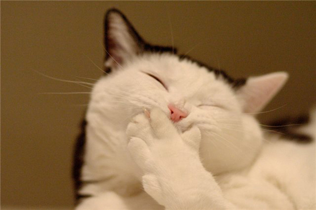 enhanced buzz 18422 1330456626 6 - Funny Animal Acting Like Humans