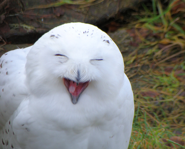 enhanced buzz 24323 1330456805 3 - Funny Animal Acting Like Humans
