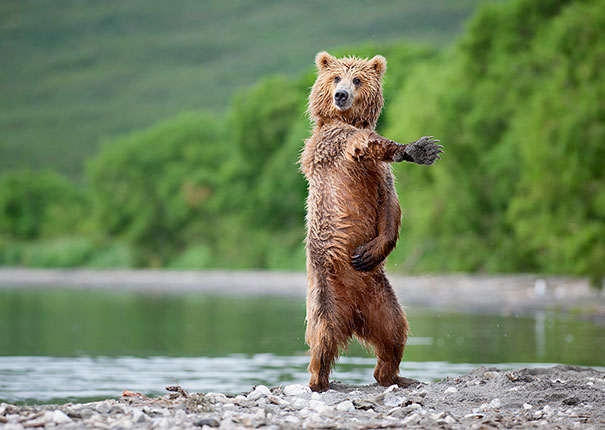 funny bears doing human things 13 - Funny Animal Acting Like Humans